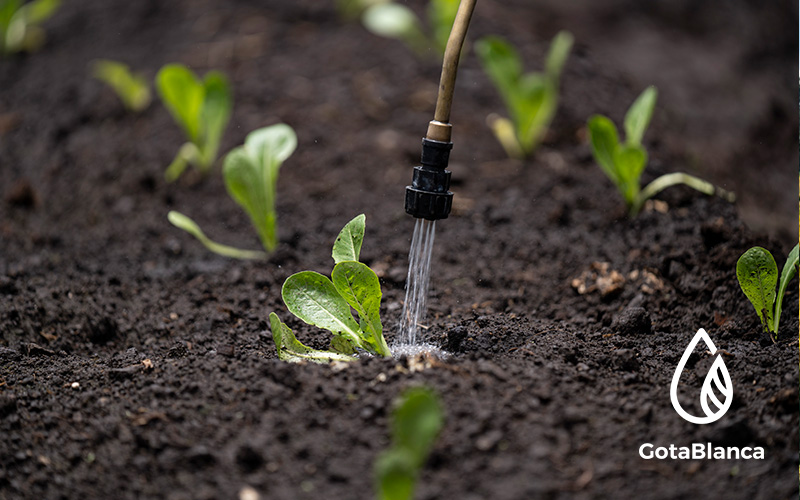 El suelo es la base de todo: cómo GotaBlanca aporta al balance  microbiano y a la agricultura regenerativa