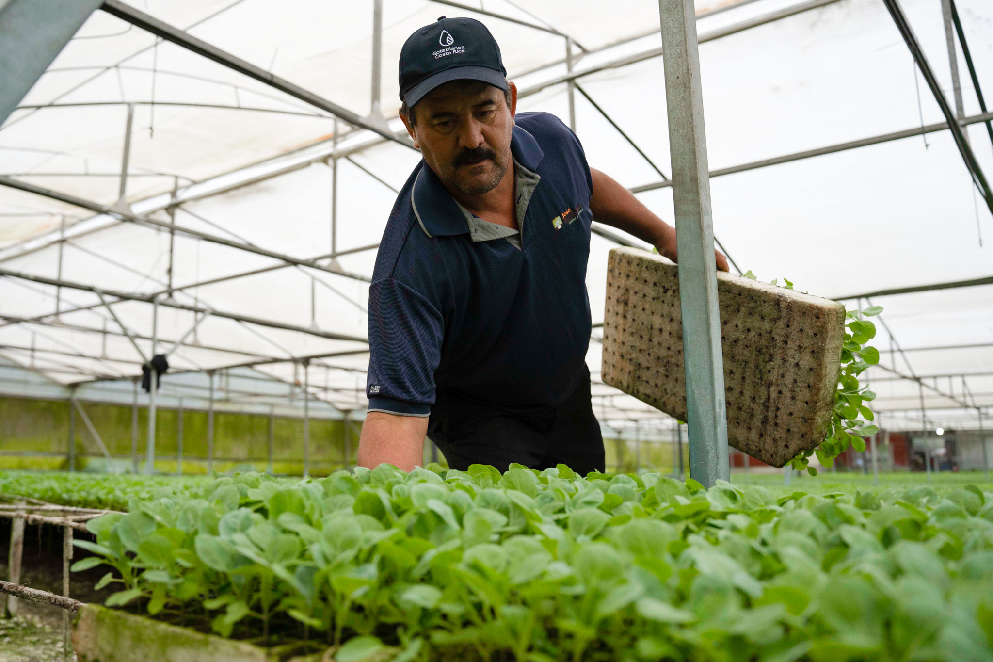 Testimonio sobre el uso de GotaBlanca 500 en almácigos, productor José Roberto Vargas, Zarcero, Alajuela, CR.
