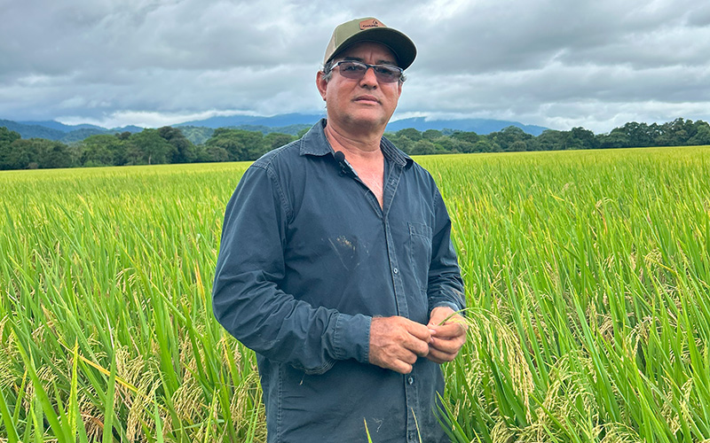 Testimonio de Luis Carlos Cano | Productor de arroz en Panamá con GotaBlanca 500