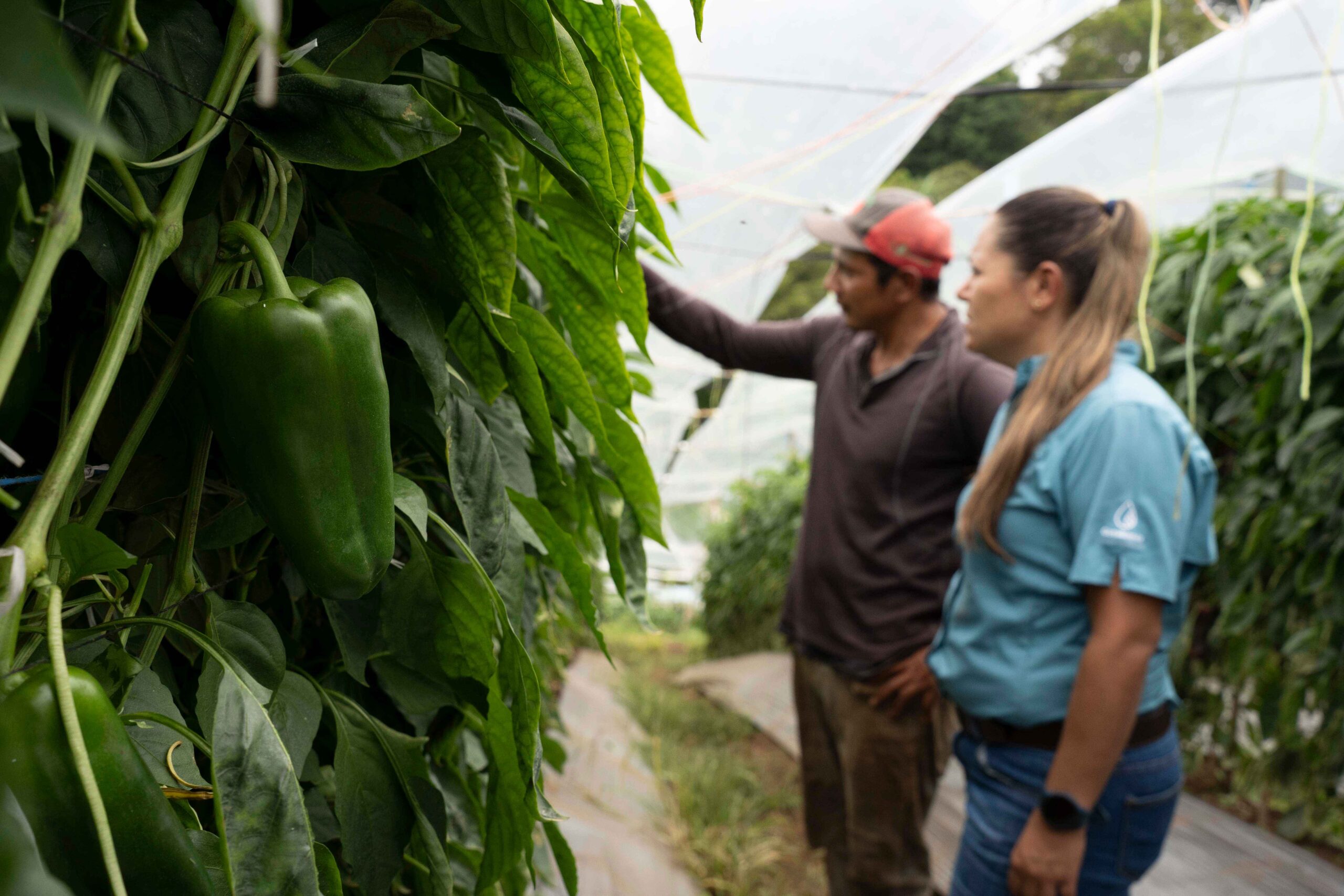 GotaBlanca-500-pimentón-chile