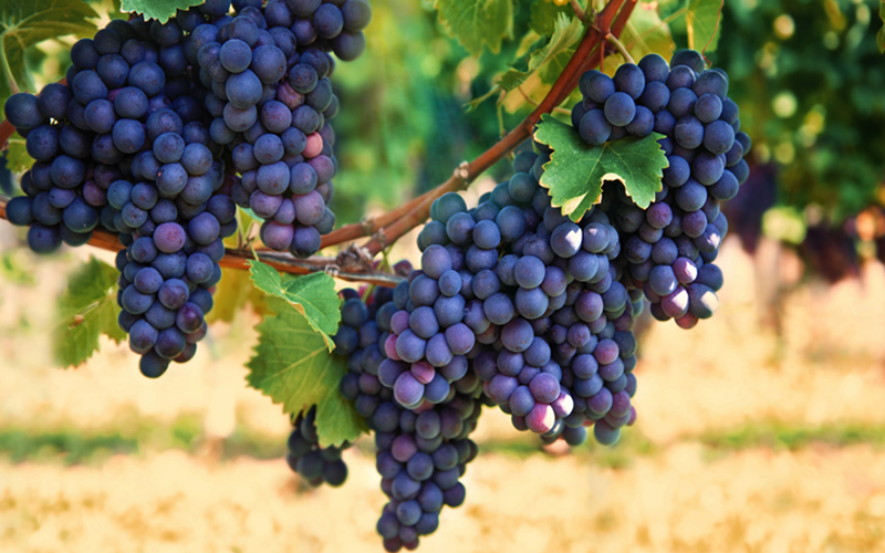 GotaBlanca de ClearLeaf Demuestra un Rendimiento Superior en Ensayos de Eficacia en Manzanas y Uvas de la Universidad de Cornell