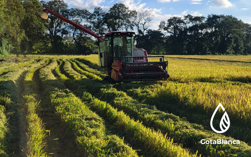 Resultados destacados en arroz: productor de Jalapa, Nicaragua, comprueba la eficacia de GotaBlanca 500 frente al complejo de hongos y Burkholderia