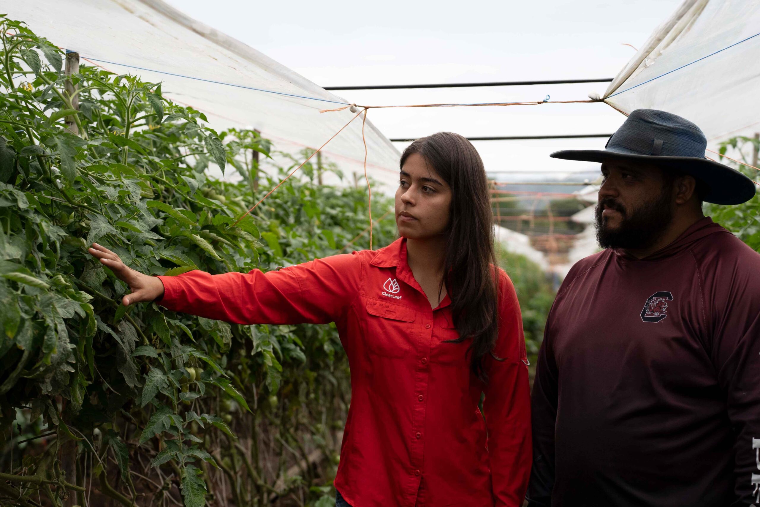 TOMATE-COSTA-RICA-CON-GOTABLANCA