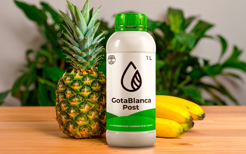 GotaBlanca Post de ClearLeaf Muestra Desempeño Excepcional en Ensayos Postcosecha Recientes para Bananos y Piñas